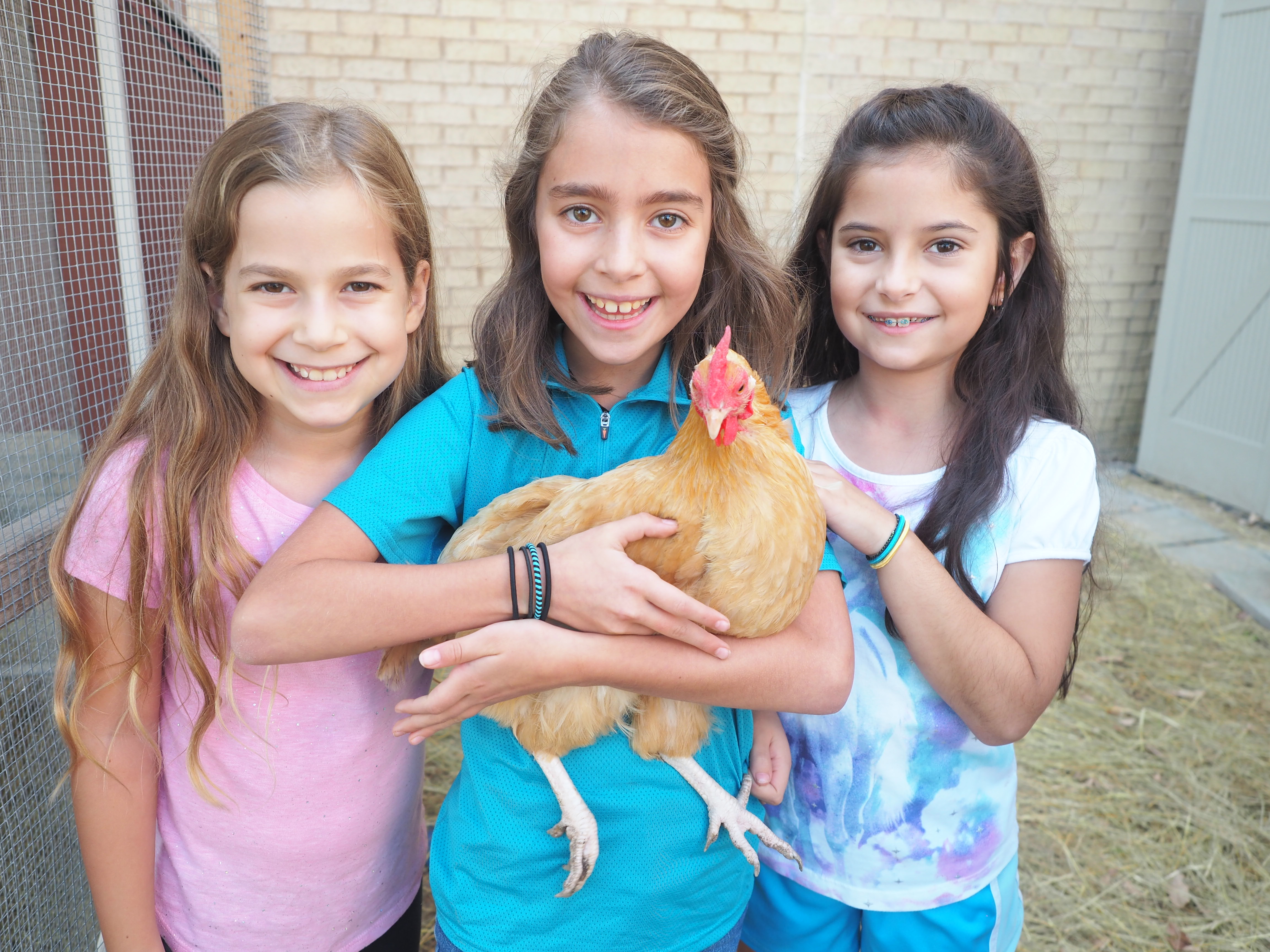 Mirowitz Chickens
